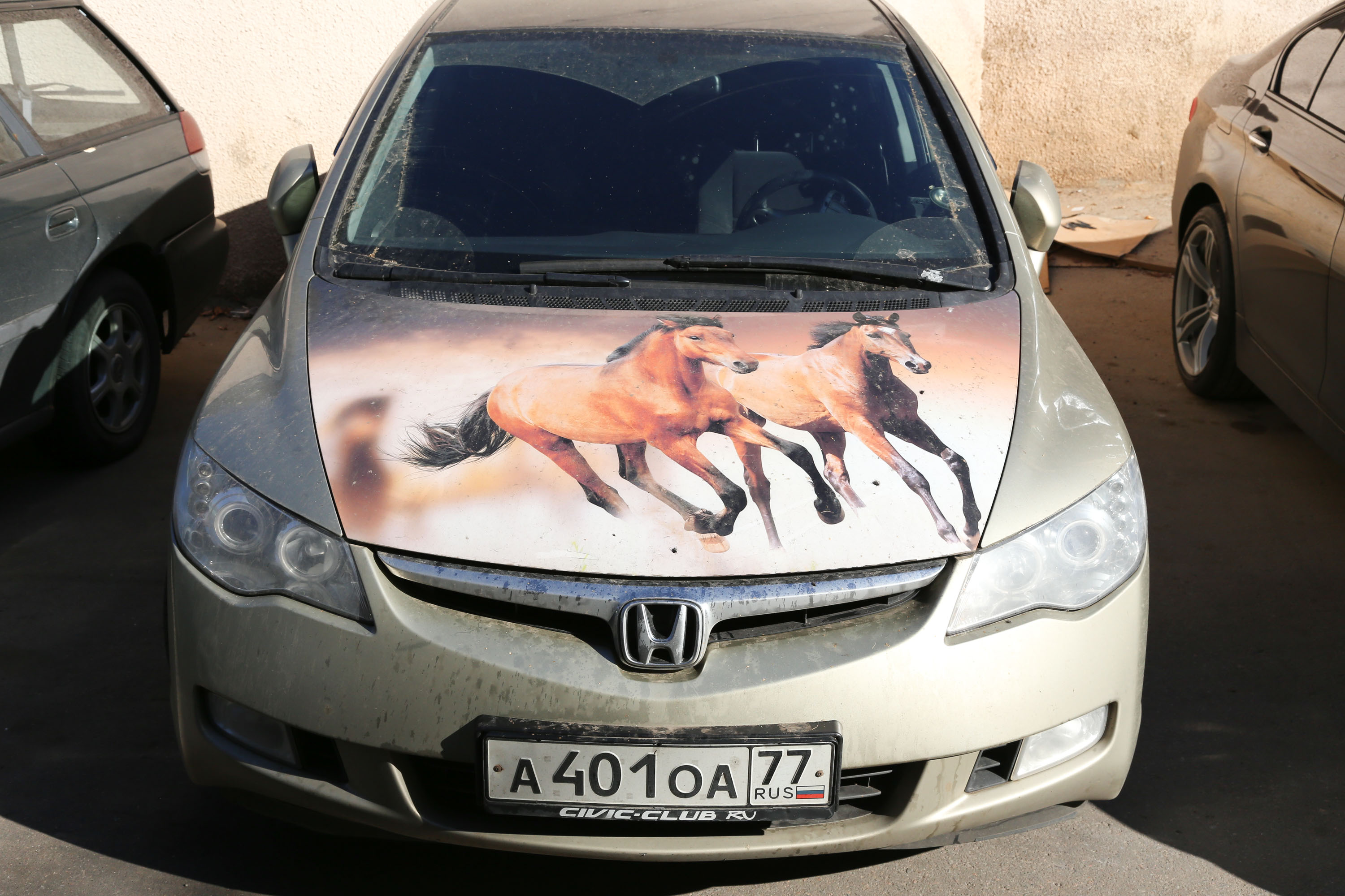 Wild Horses